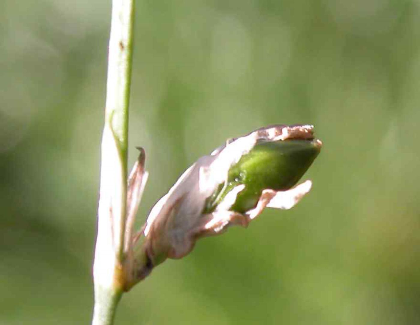 Pink, Proliferous fruit